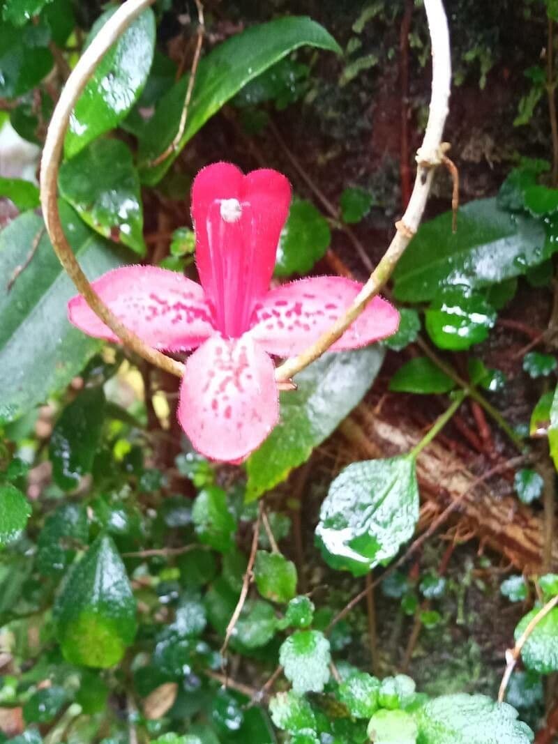 Asteranthera 4