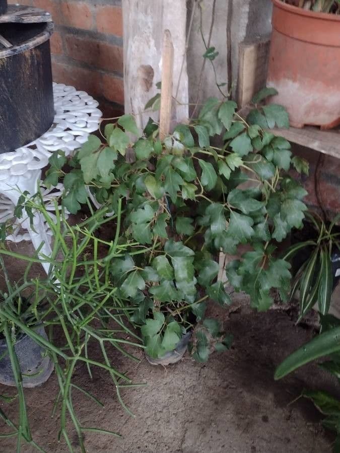 Cissus alato 19