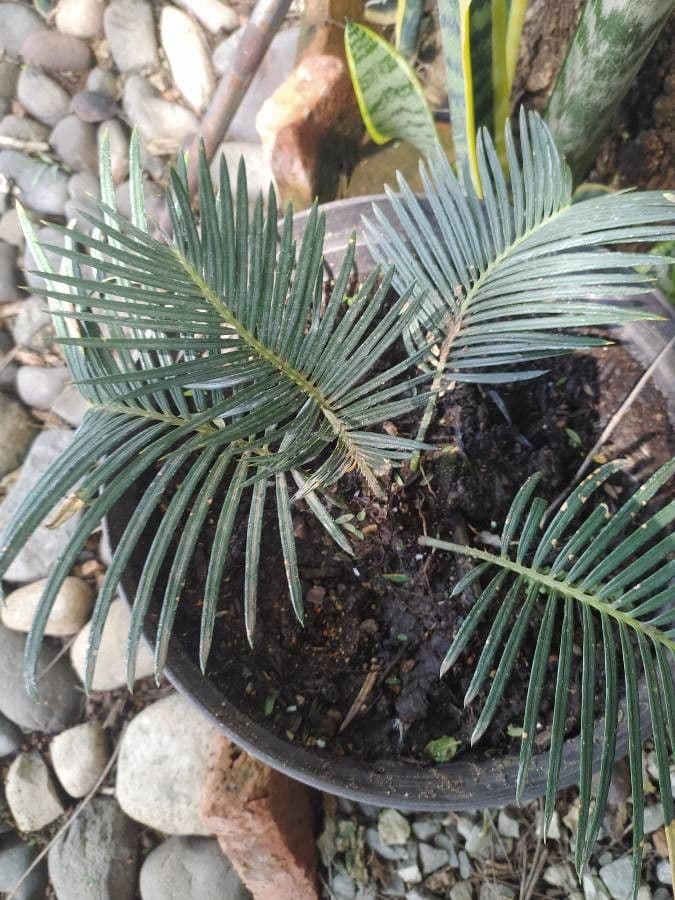 Dioon commestibile 16