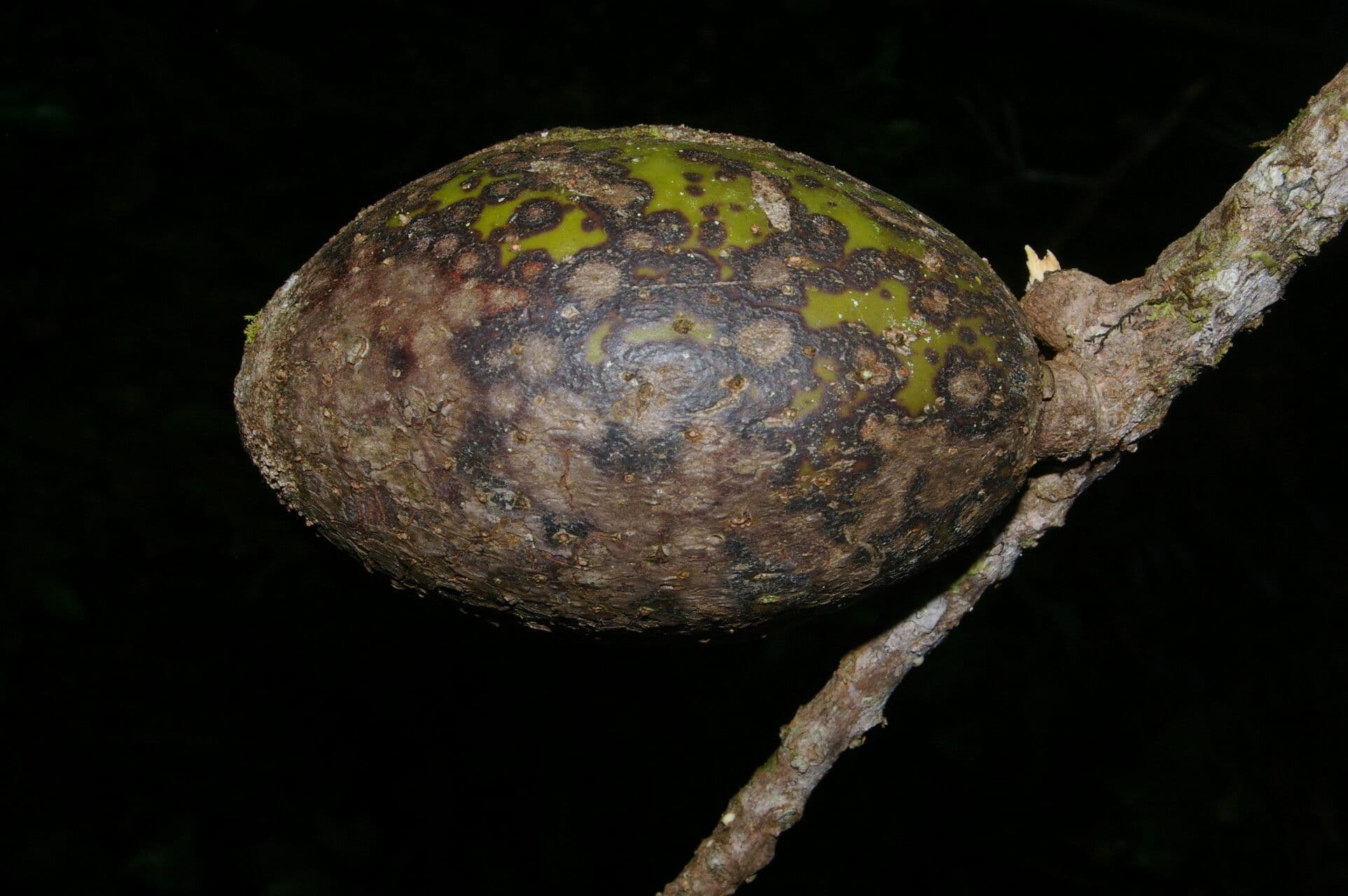 Pouteria
