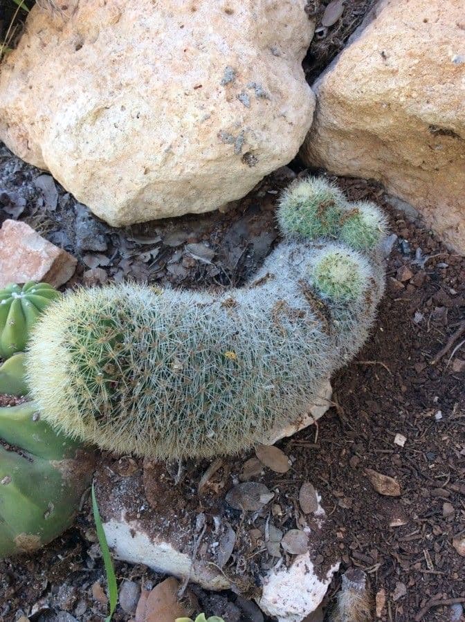 Cactus 5