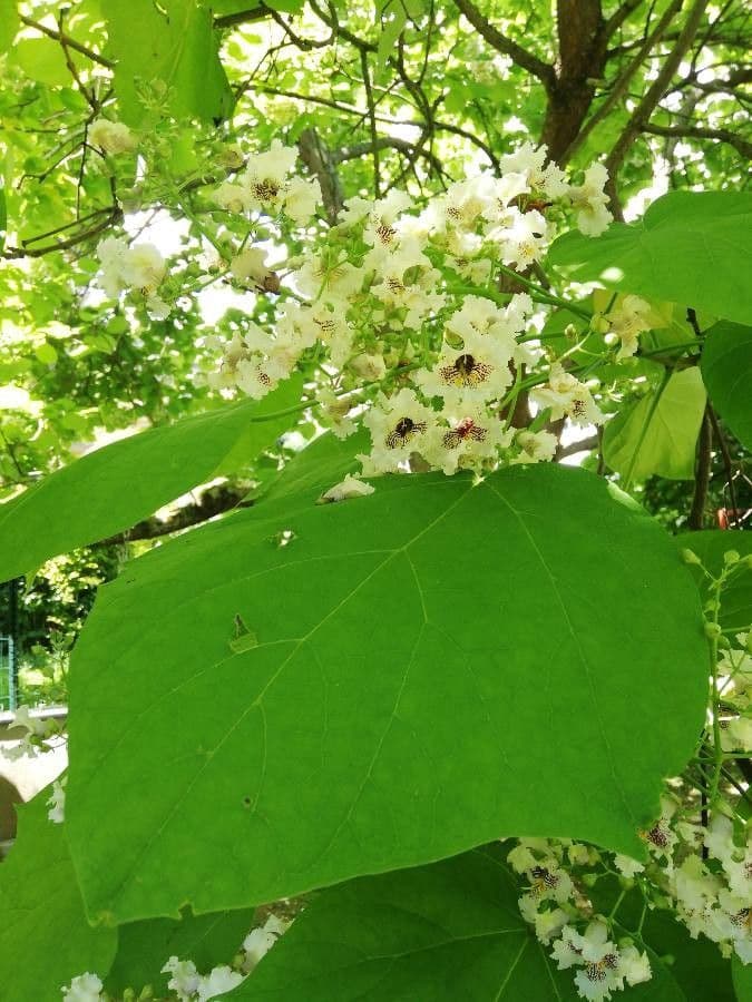 Katalpa vajcovitolistá 9