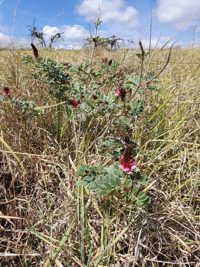 Indigofera 9