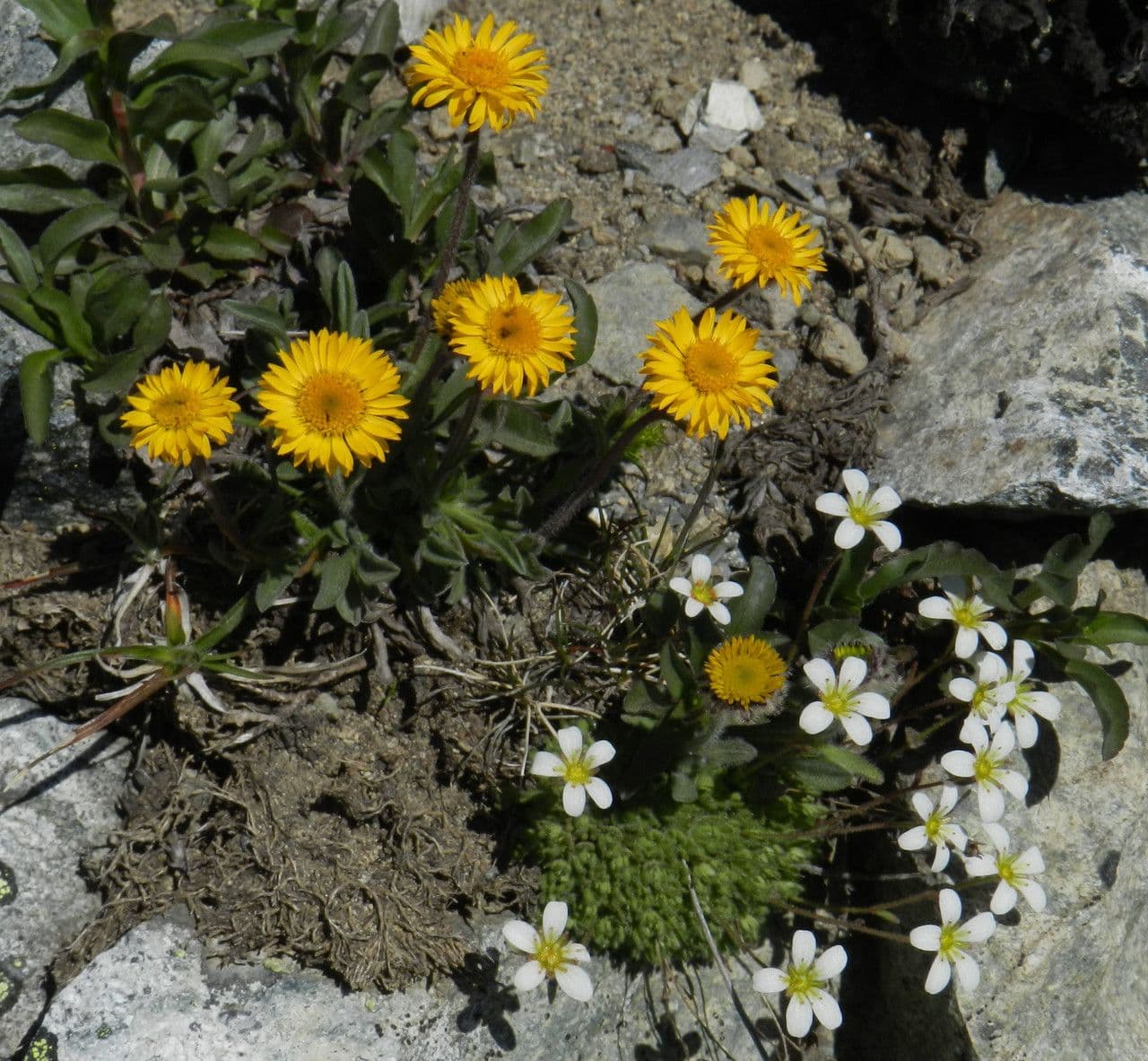 Erigeron dorato 6