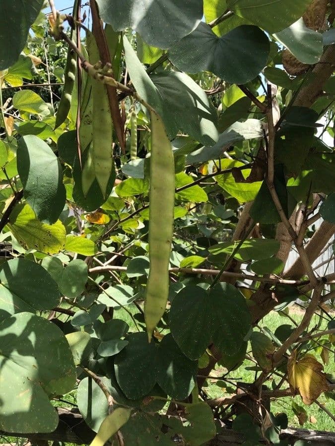 Bauhinia variegata