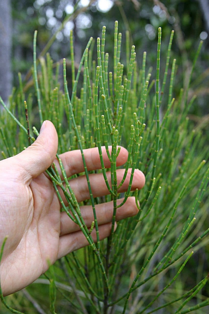 Gymnostoma 5