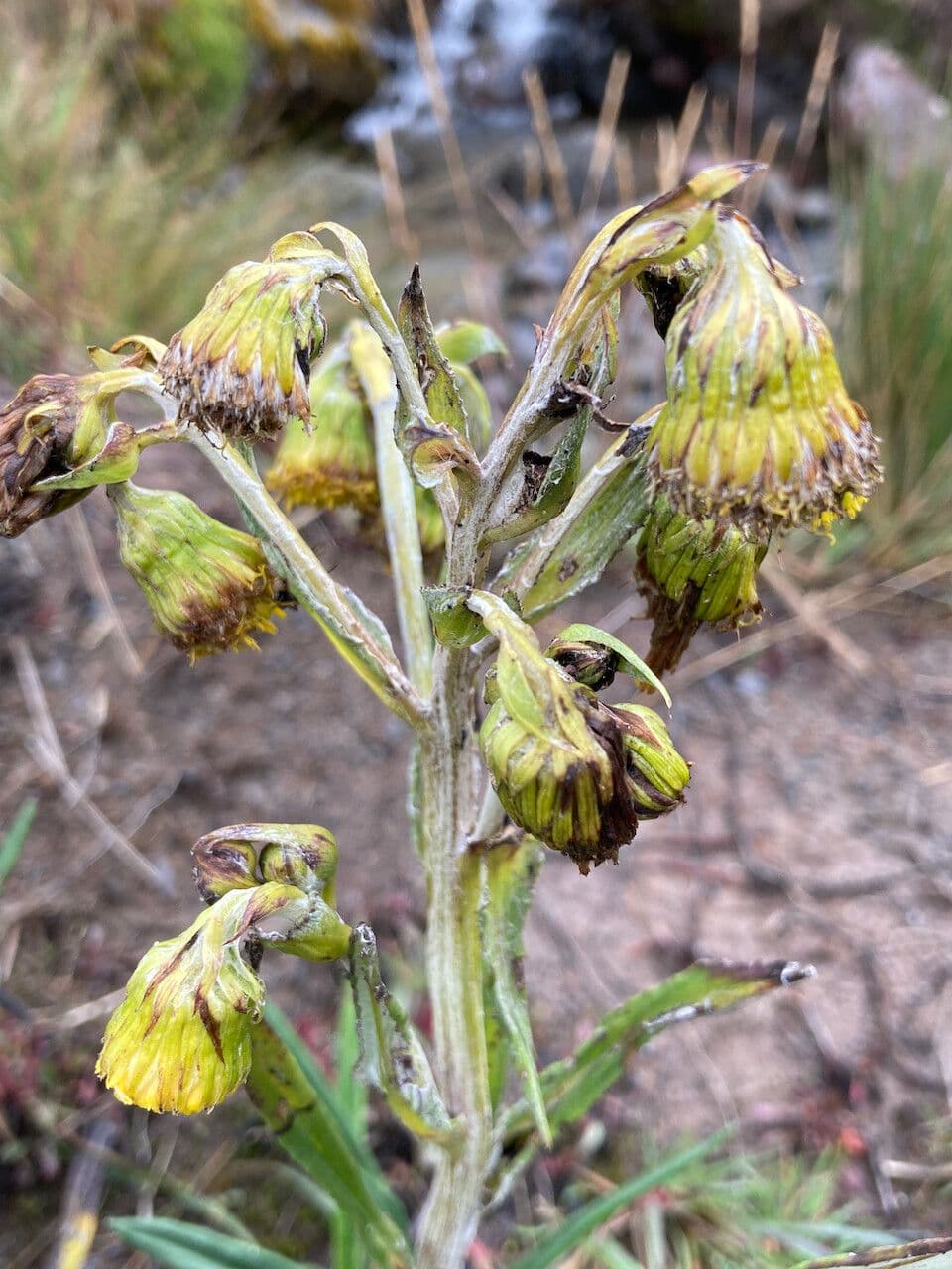 Senecio 3