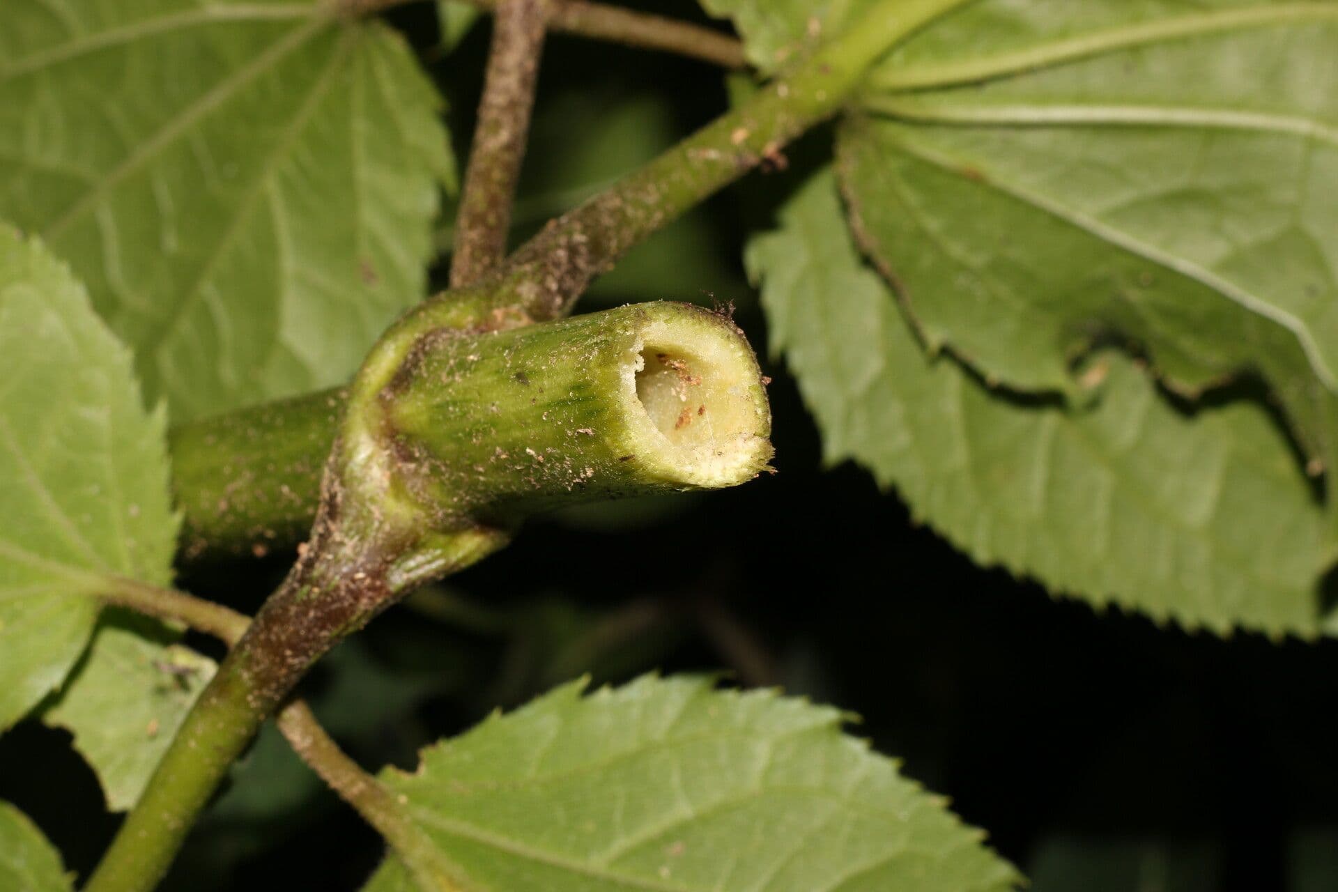 Eupatoriastrum