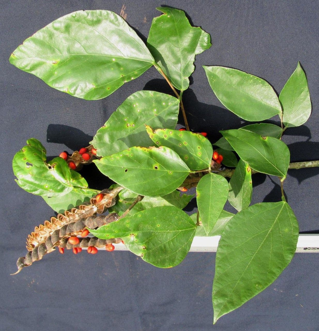 Erythrina 11