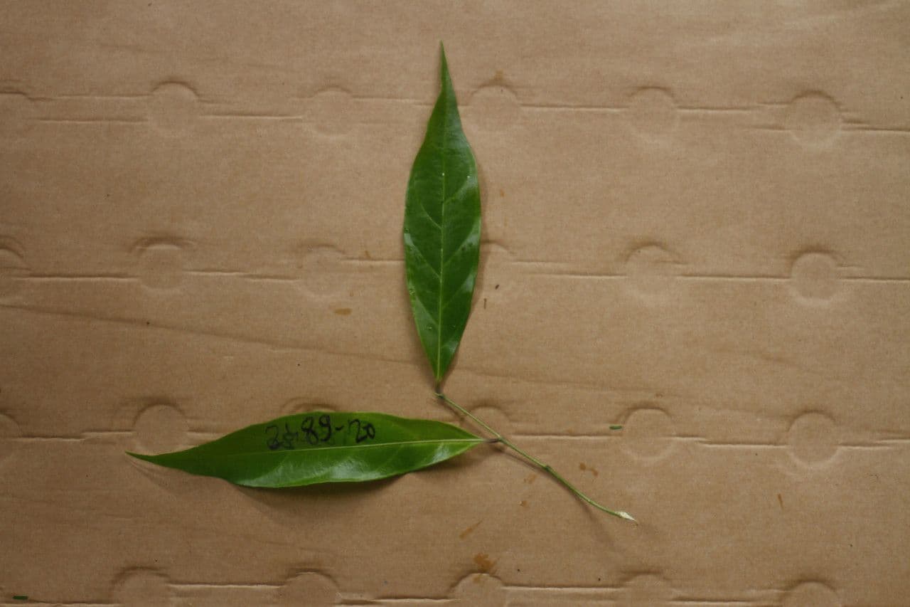 Leonia glycycarpa 4
