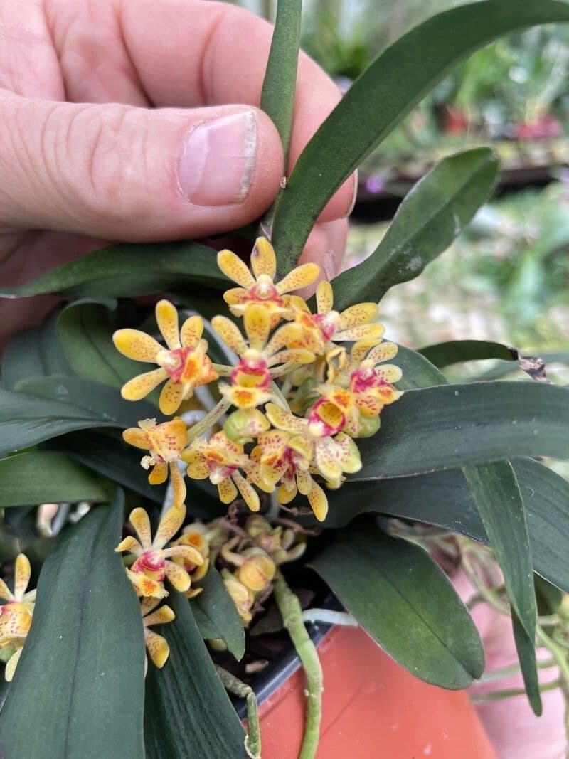 Gastrochilus 4