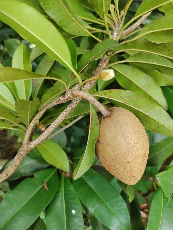 Sapodilla 10