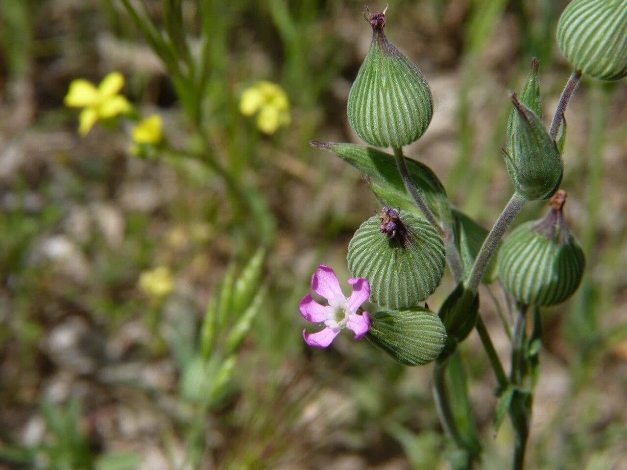 Silene conica 7