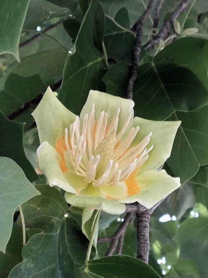 Tulipifero 8