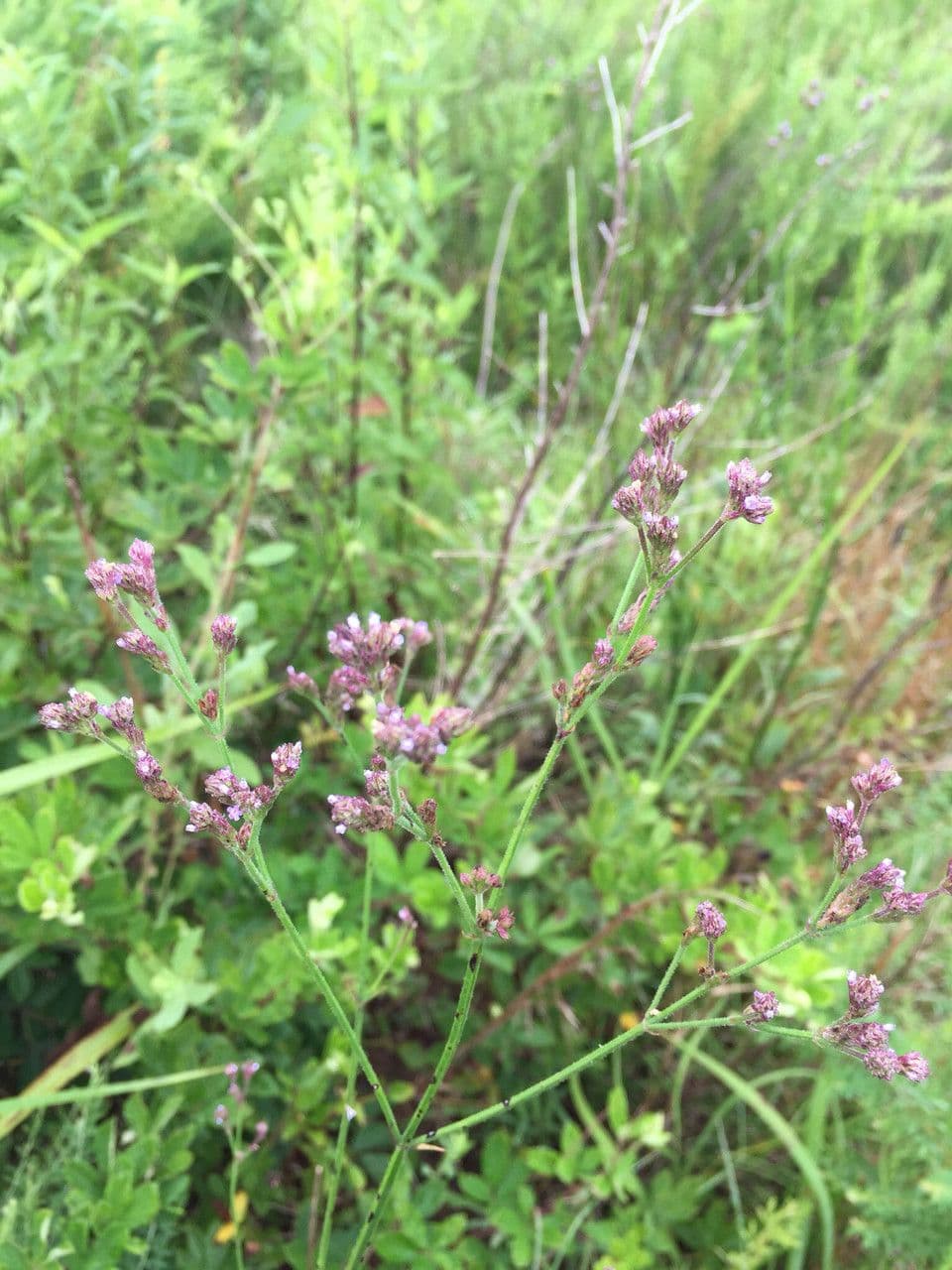 Verbena 14
