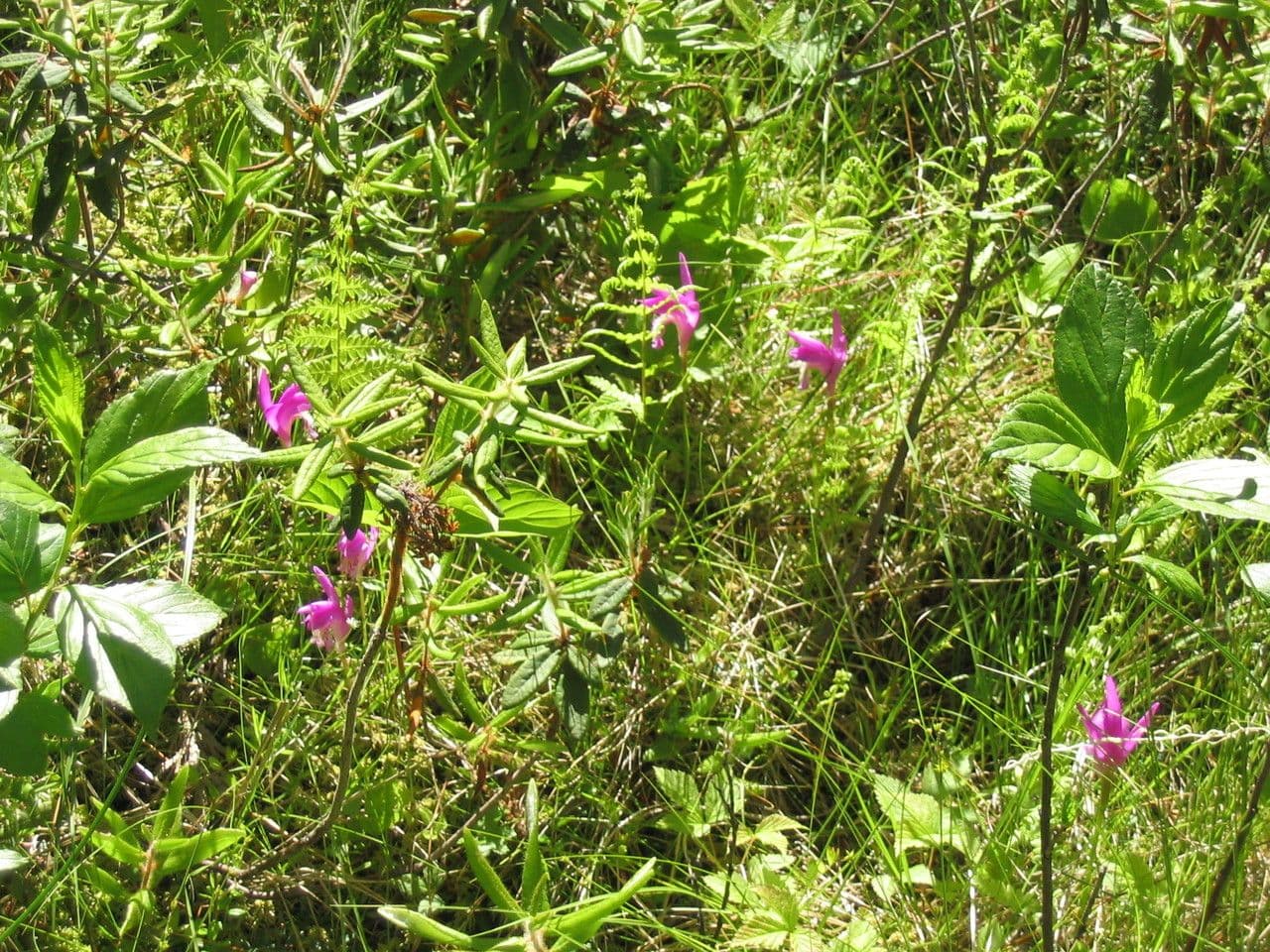 Arethusa bulbosa 10