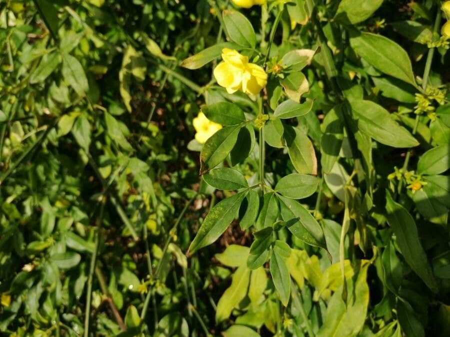 Winterjasmin 18