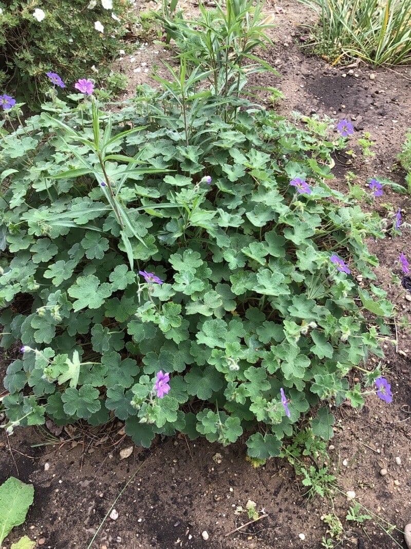 Géranium à larges pétales 17