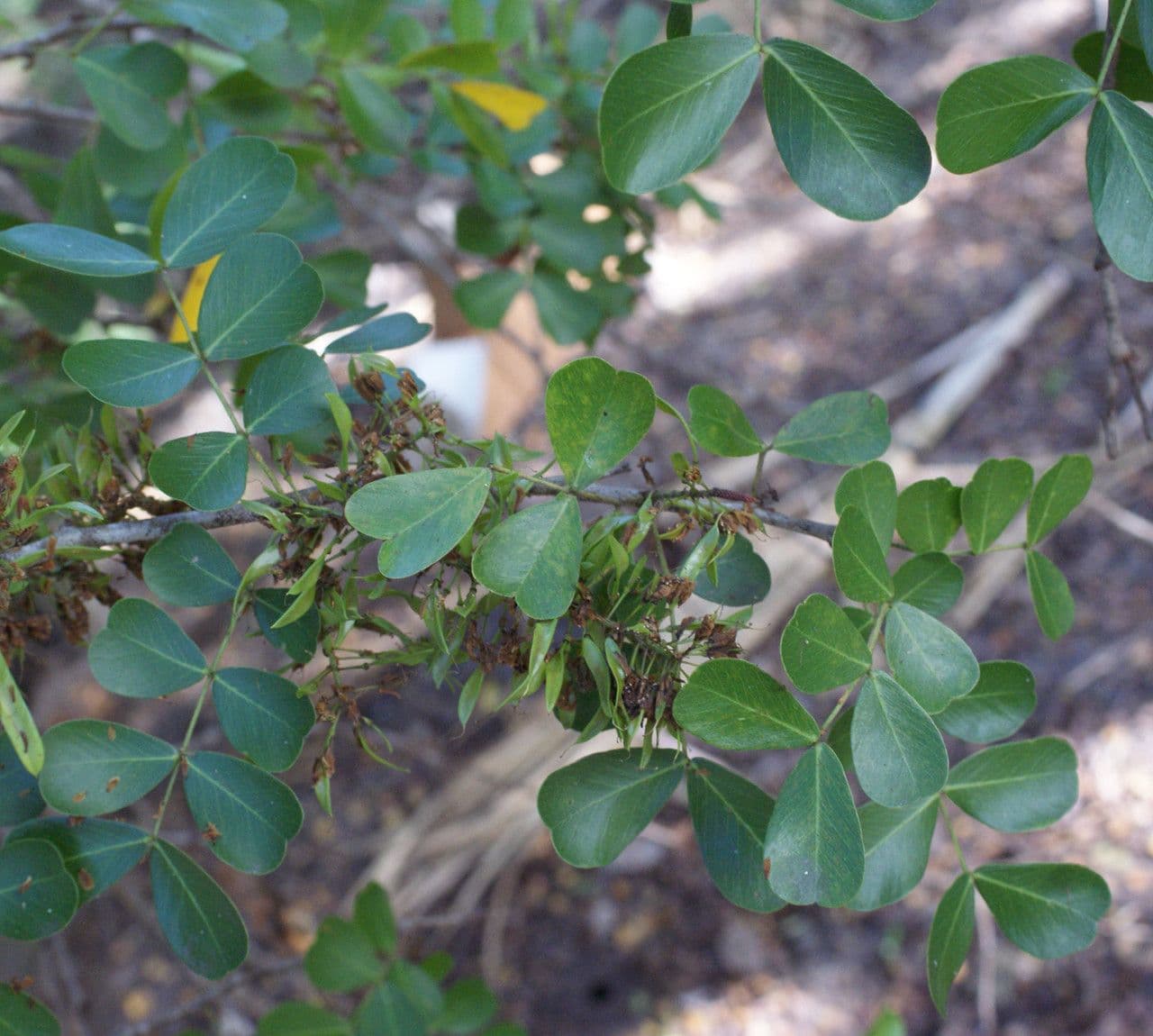 Bois de Campêche 17