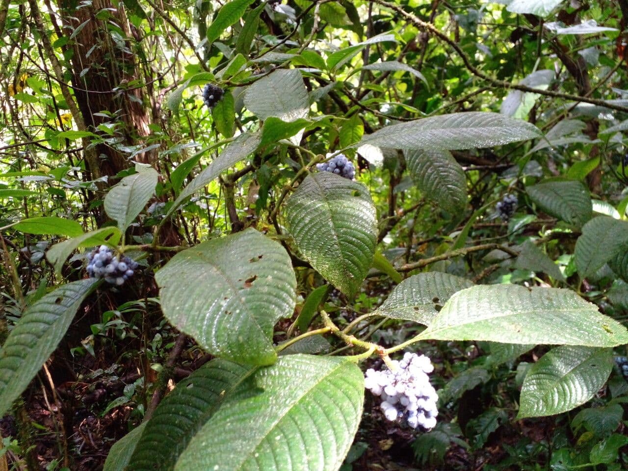 Psychotria 13