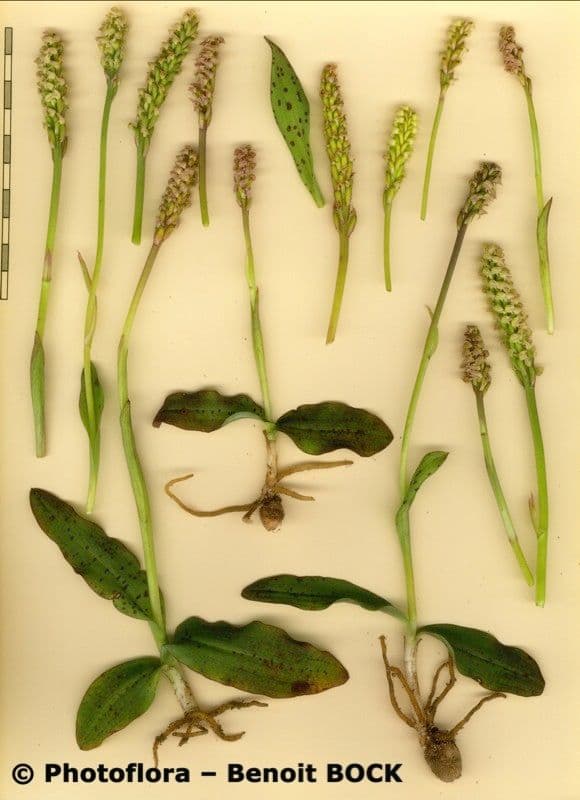 Orchidea maculata 23