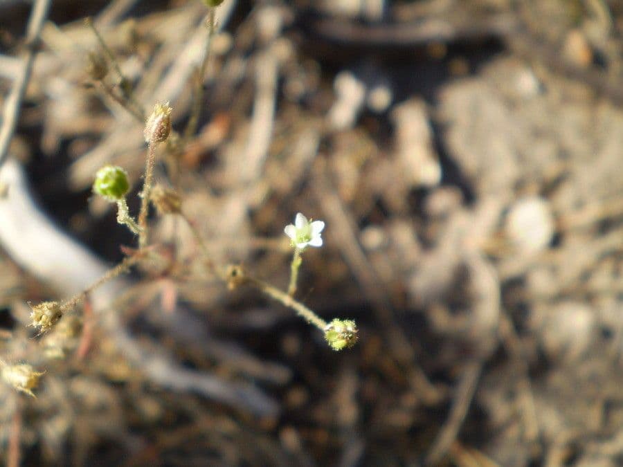 Arenaria modesta
