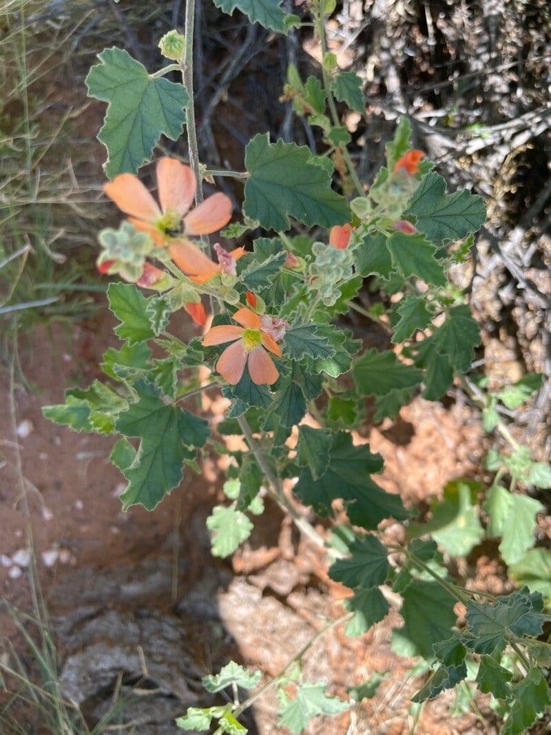Sphaeralcea 5