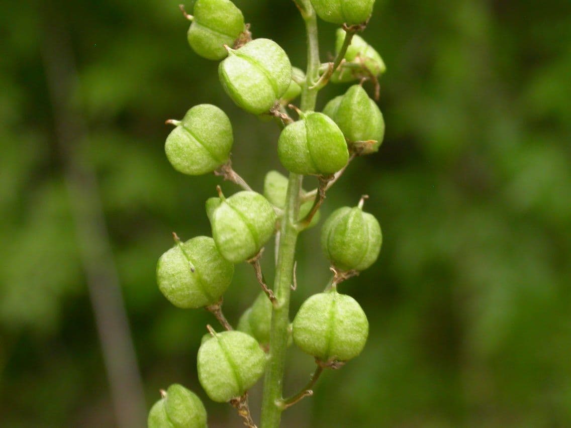 Kamaska