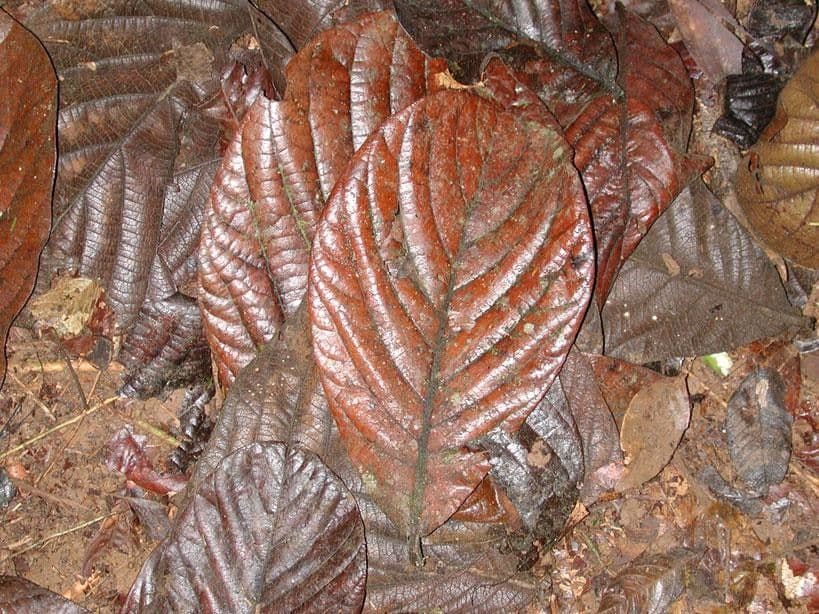Ocotea 6