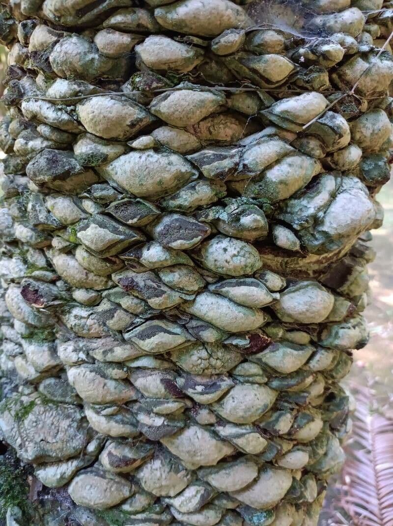 Lepidozamia 11