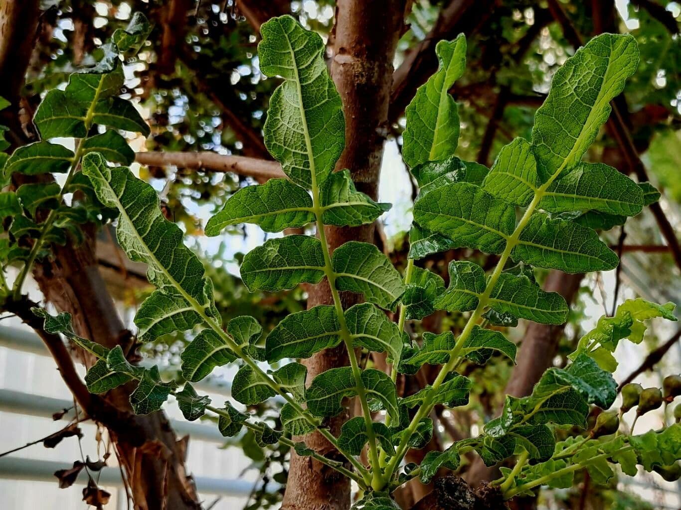 Echter Weihrauchbaum 12