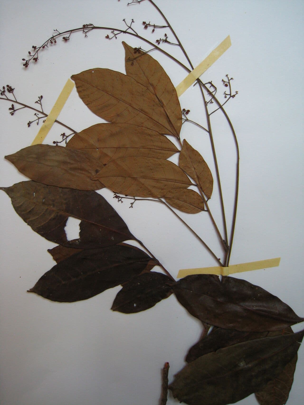Trichilia cipo 4