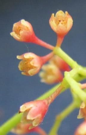 Ocotea cernua 6