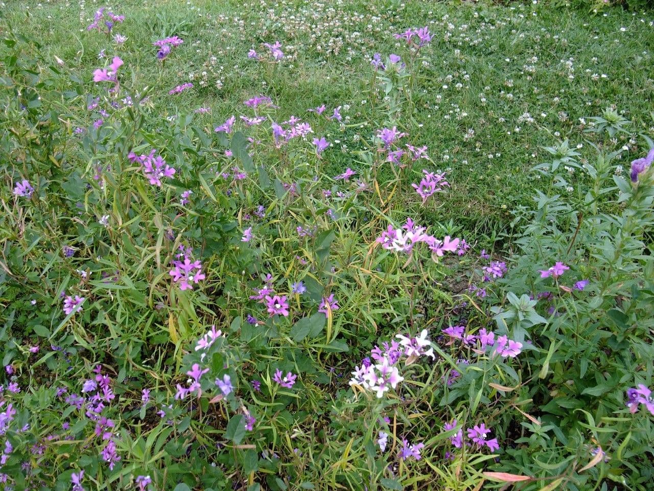 Schöne Clarkia 8