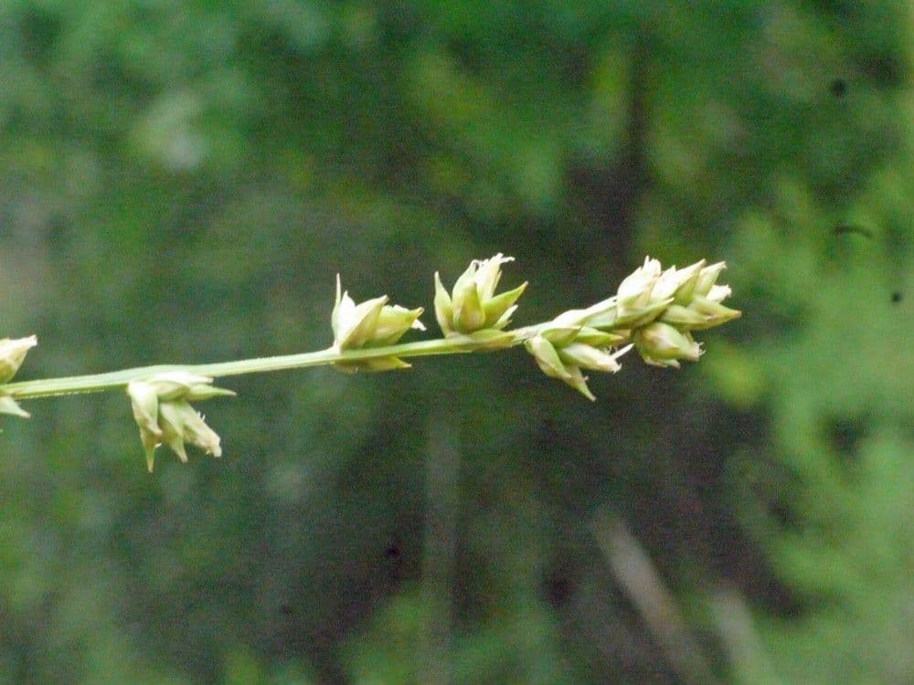 Carex distachya 24