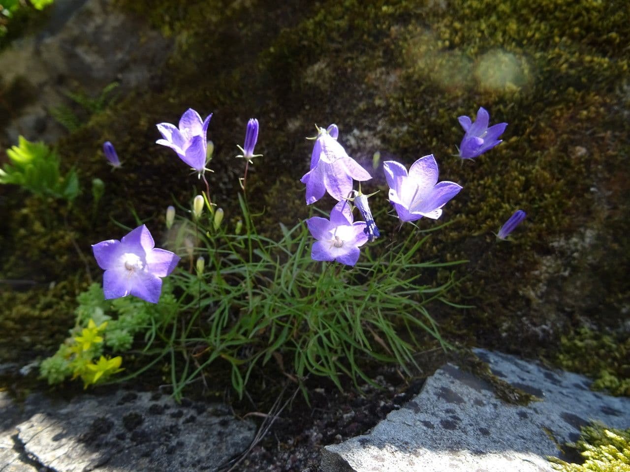 Rundblättrige Glockenblume 25
