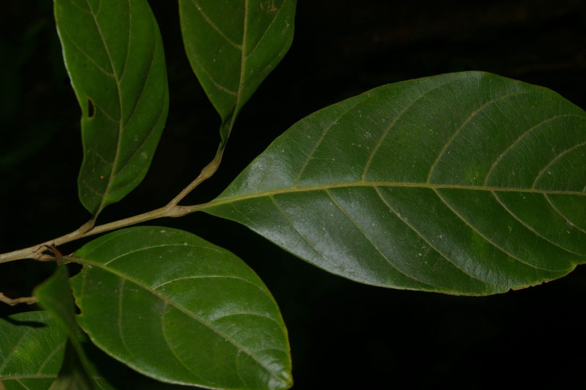 Cupania 11