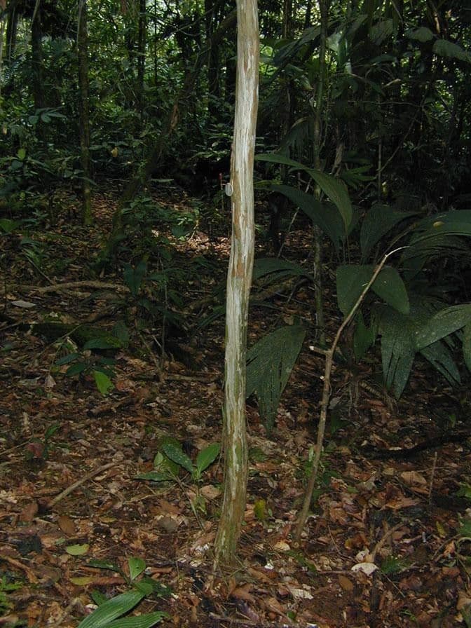 Myrciaria 9