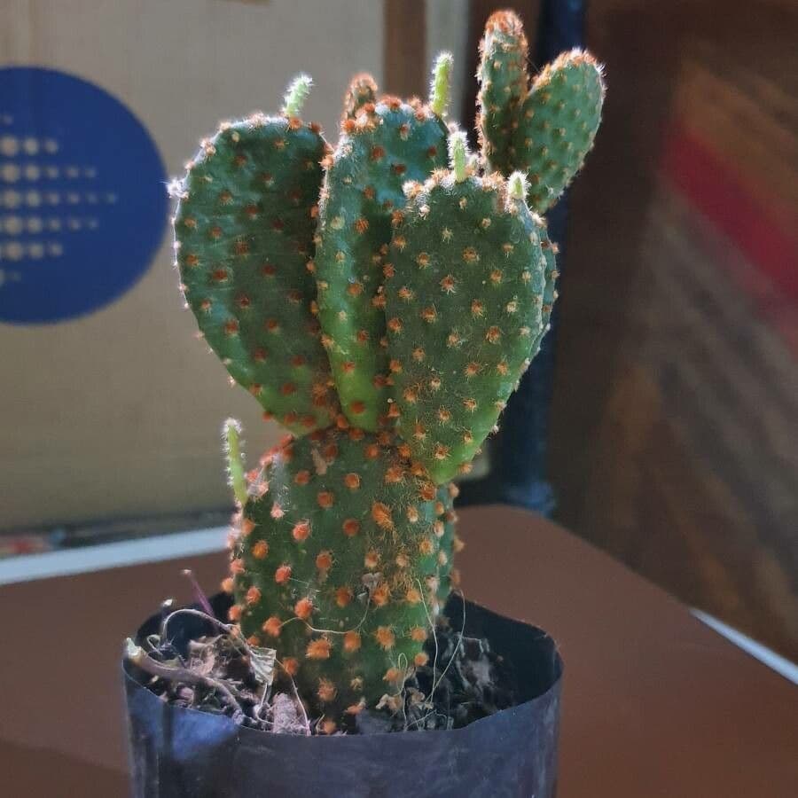 Chenille prickly-pear 14