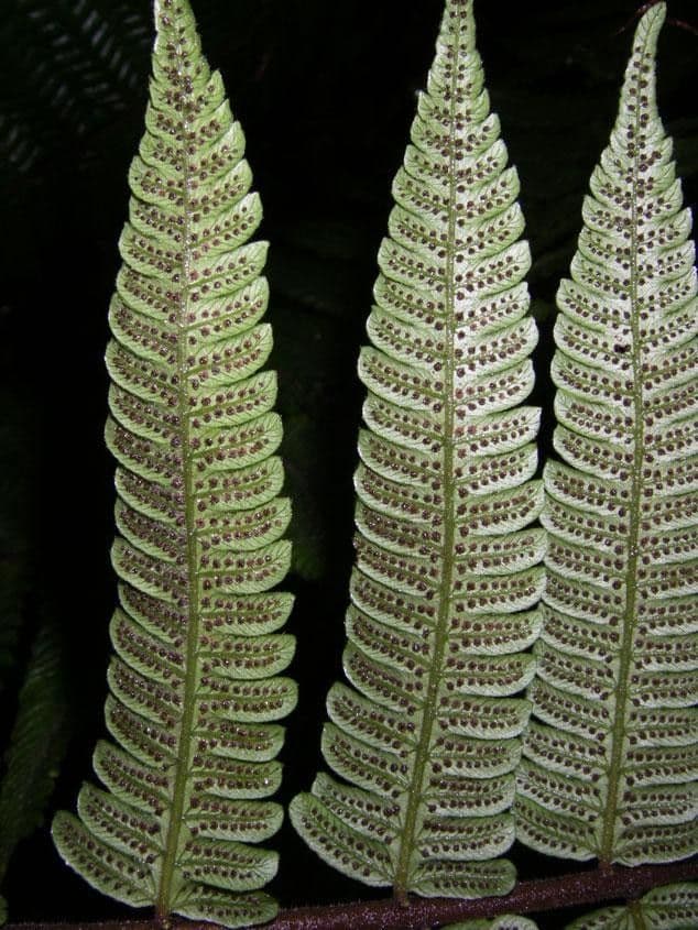 Thelypteris 2