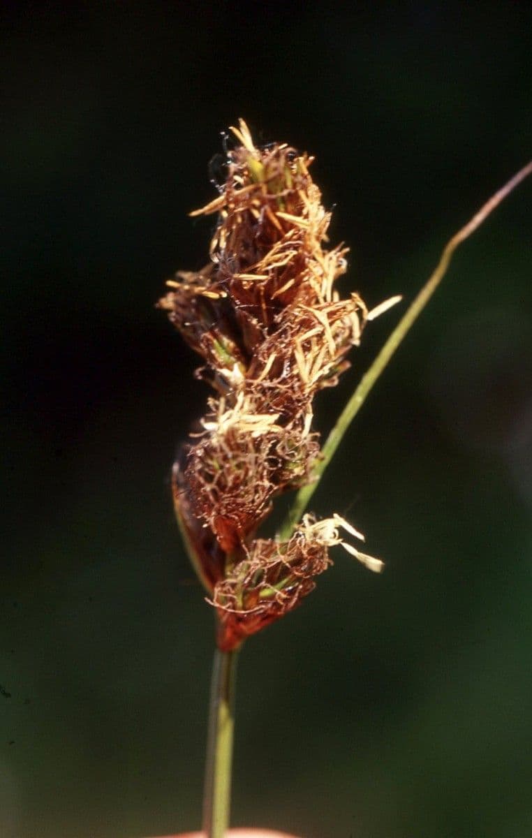 Carex distachya 9