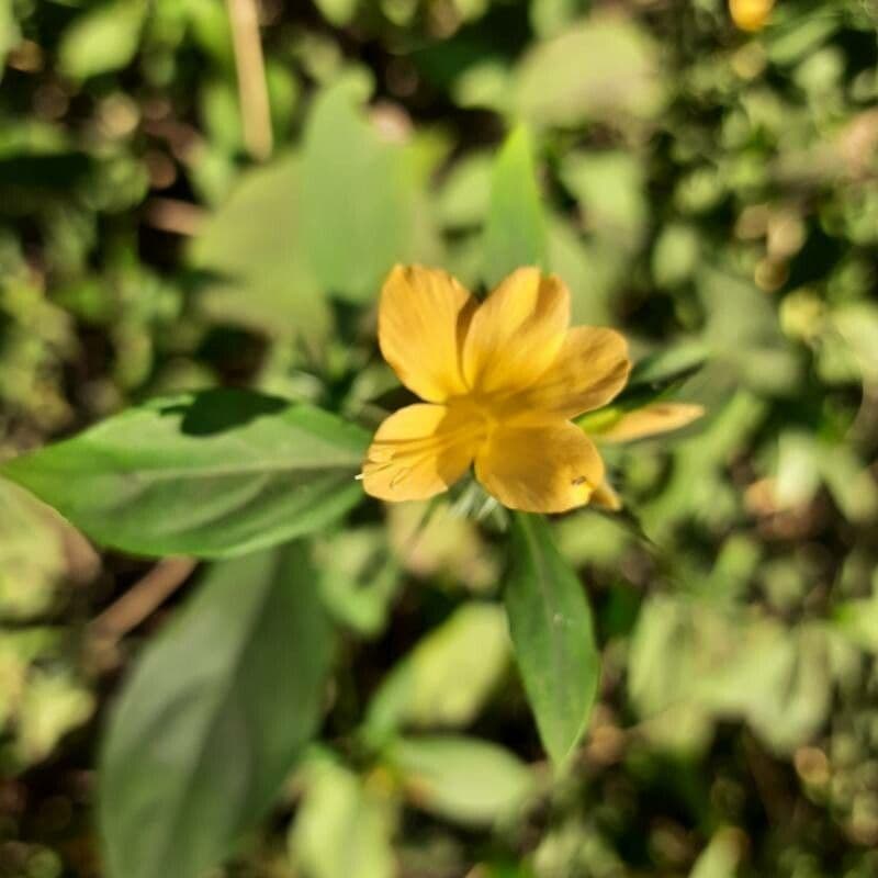 Barleria spinosa 2