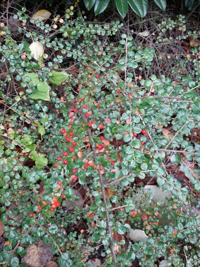 Cotoneaster 26