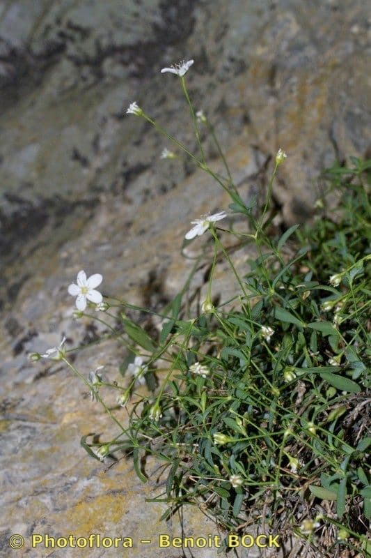 Moehringia 7