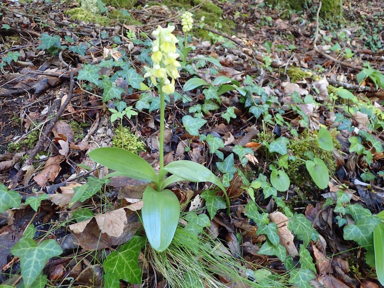 Orchide pallida 9