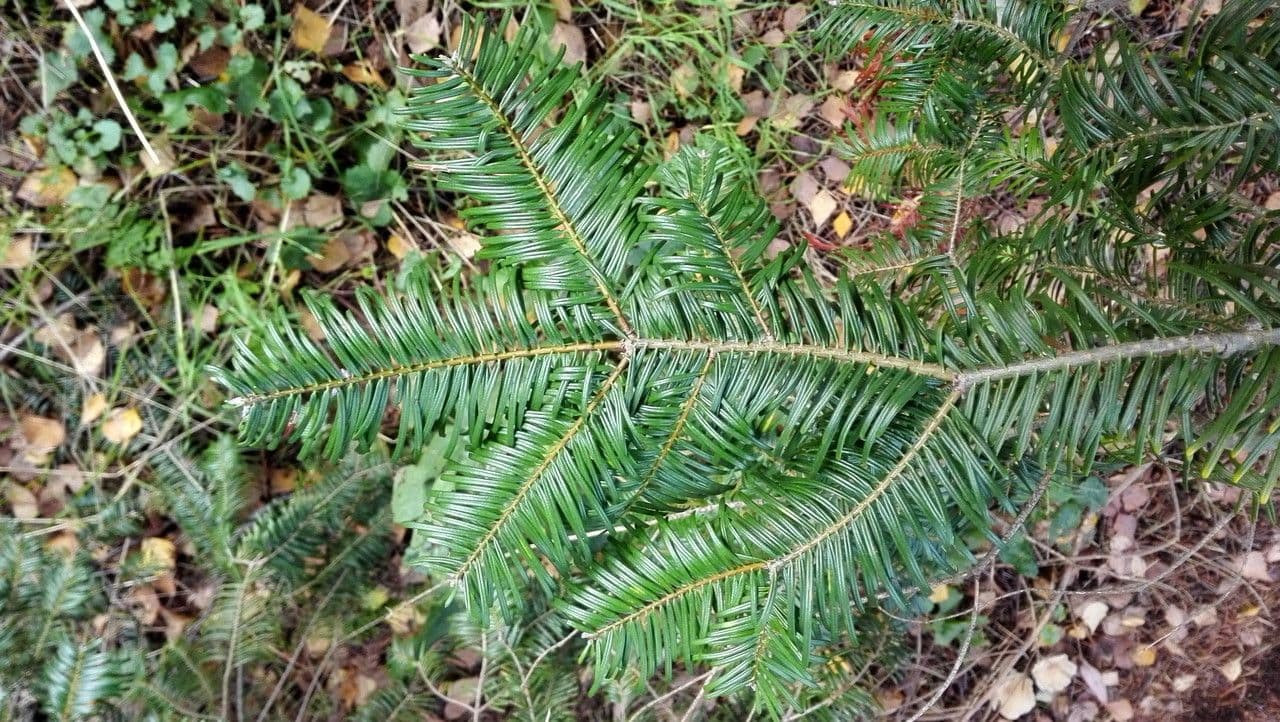 Sapin géant 11