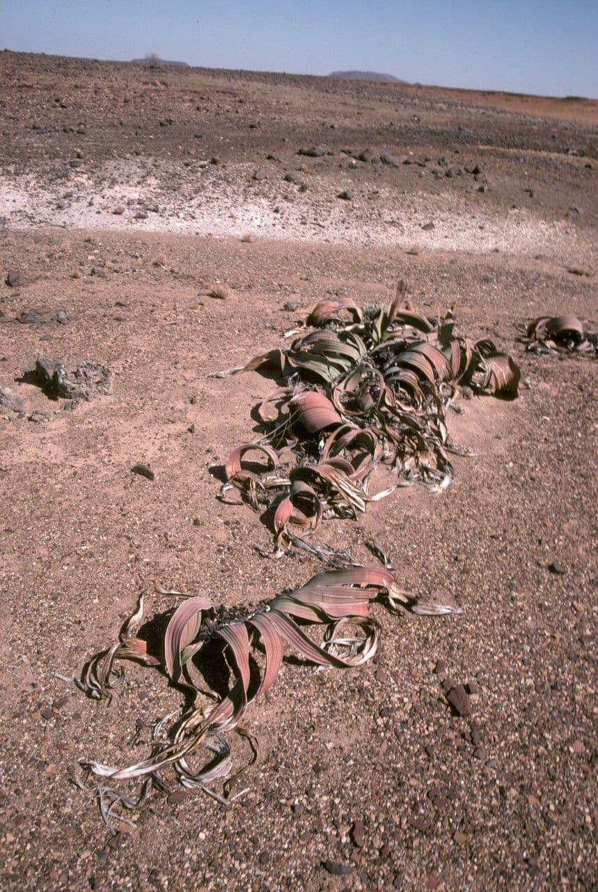 Welwitschia 11