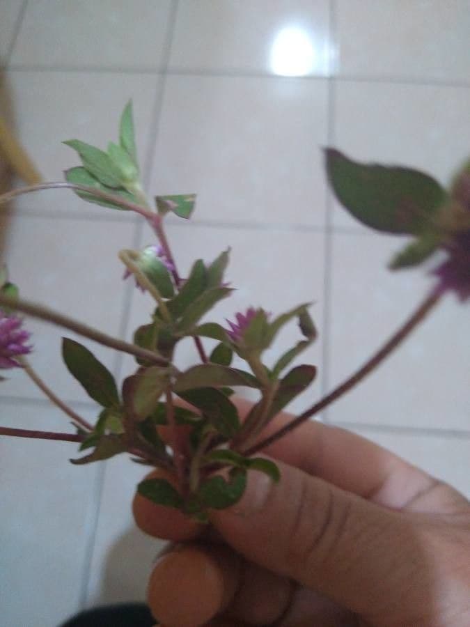 Gomphrena serrata 16