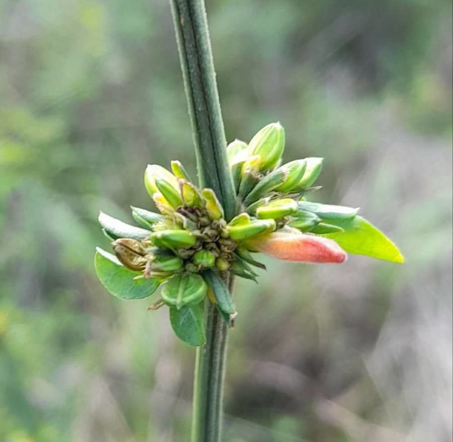 Dicliptera 10