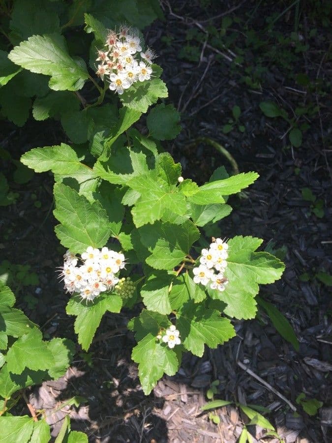 Potočnice strední 7